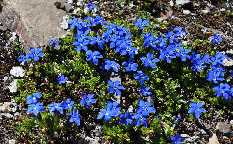 Gentiana  bavarica var. subacaulis / Genziana bavarese