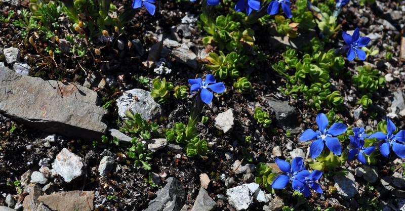 Gentiana  bavarica var. subacaulis / Genziana bavarese