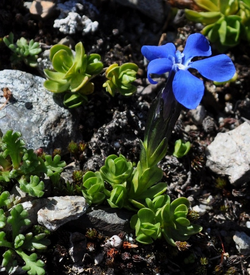 Gentiana  bavarica var. subacaulis / Genziana bavarese
