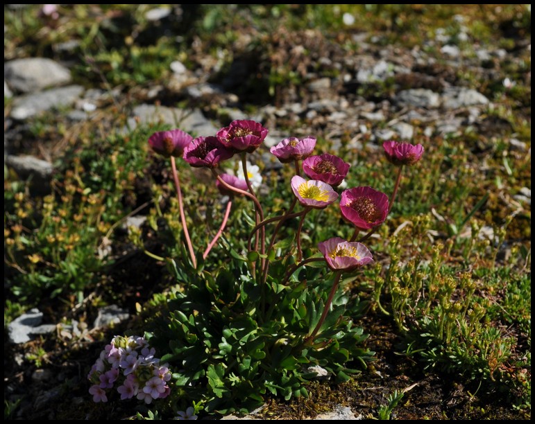 Androsace alpina / Androsace alpina