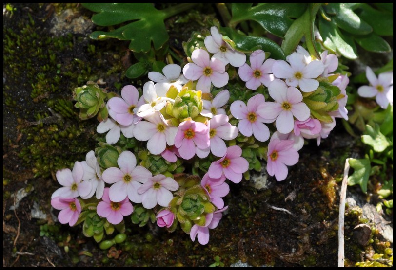 Androsace alpina / Androsace alpina