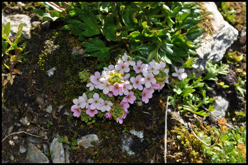 Androsace alpina / Androsace alpina