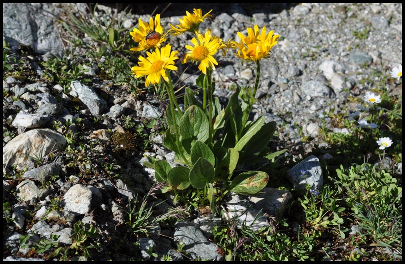 Doronicum clusii / Doronico di Clusio