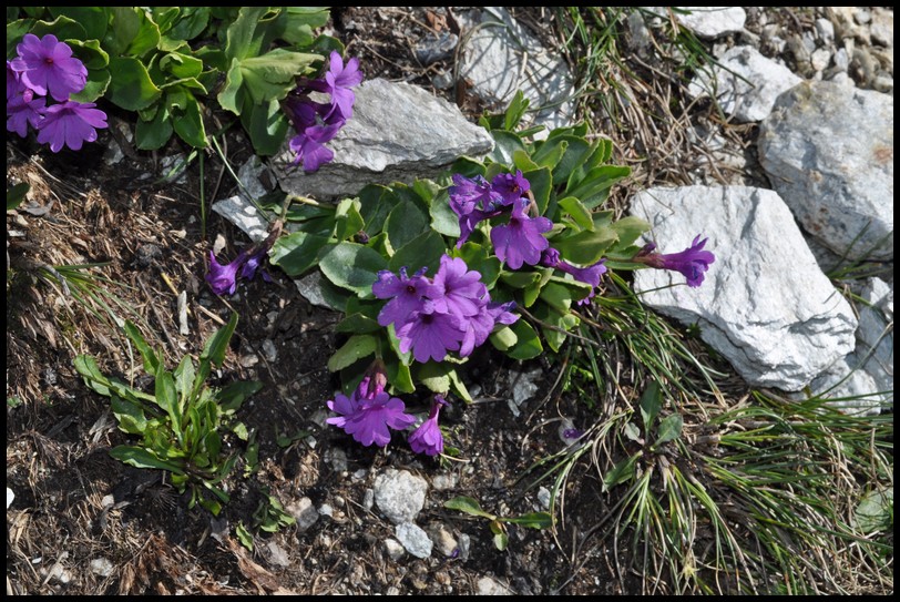 Primula latifolia / Primula a foglie larghe