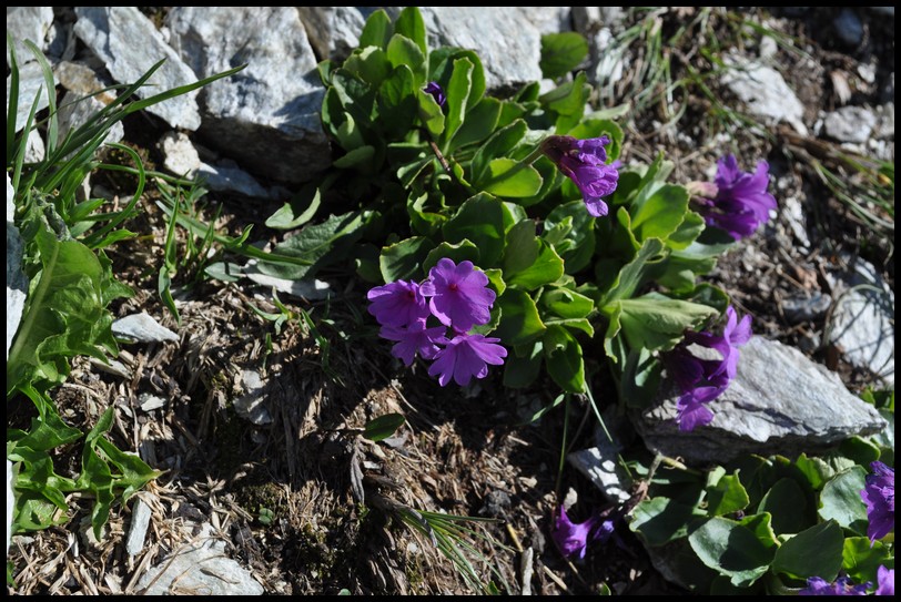 Primula latifolia / Primula a foglie larghe