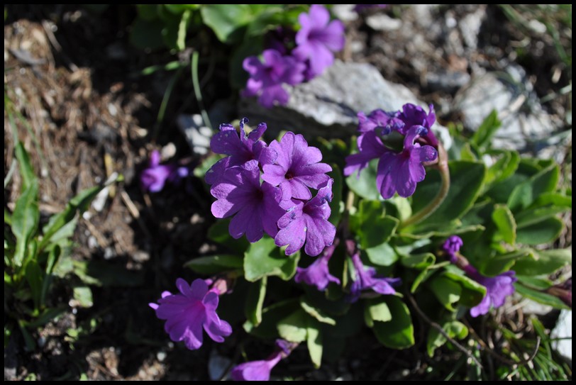 Primula latifolia / Primula a foglie larghe