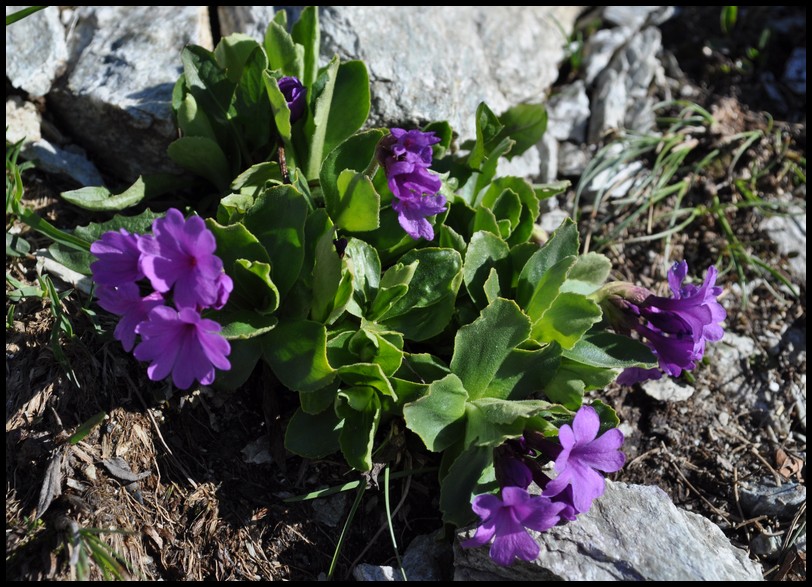 Primula latifolia / Primula a foglie larghe