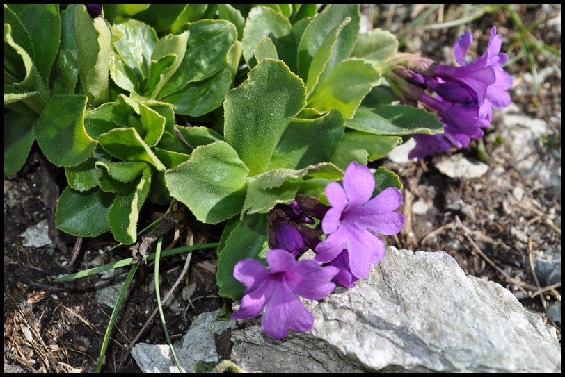 Primula latifolia / Primula a foglie larghe