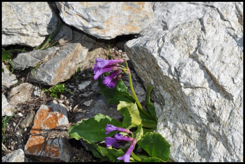 Primula latifolia / Primula a foglie larghe