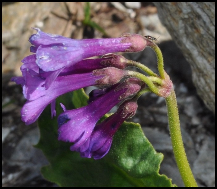 Primula latifolia / Primula a foglie larghe