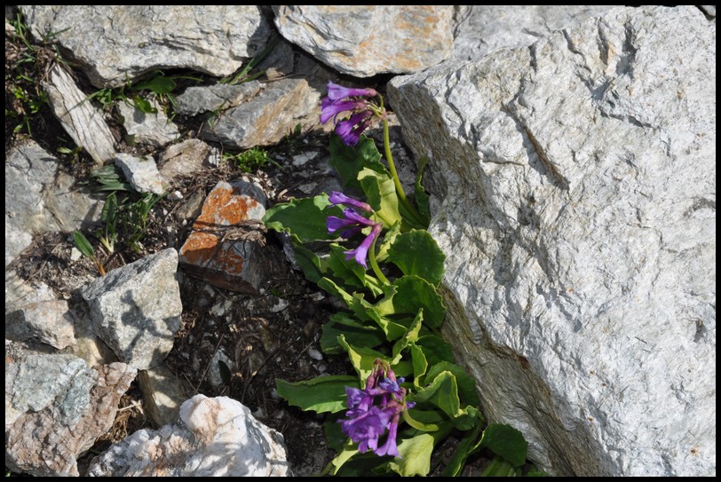 Primula latifolia / Primula a foglie larghe