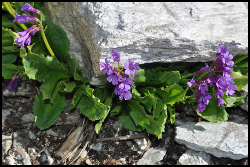 Primula latifolia / Primula a foglie larghe