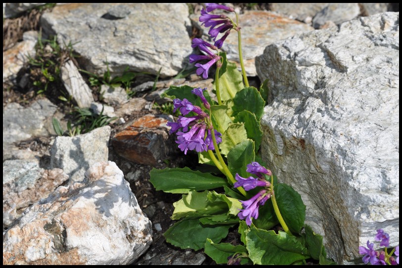 Primula latifolia / Primula a foglie larghe