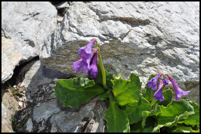 Primula latifolia / Primula a foglie larghe