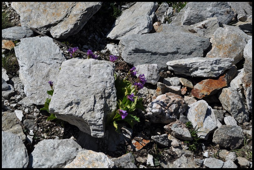 Primula latifolia / Primula a foglie larghe