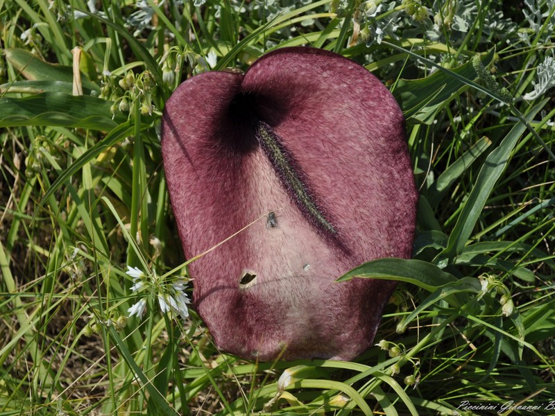 Helicodiceros muscivorus / Erba drago, Serpentaria