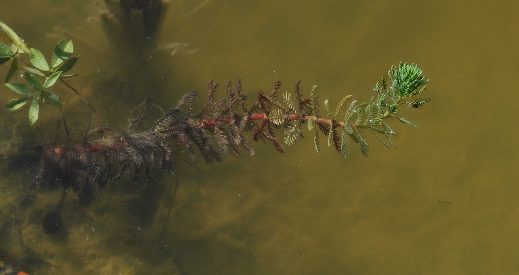 Bisogno di aiuto in Provincia di Ascoli