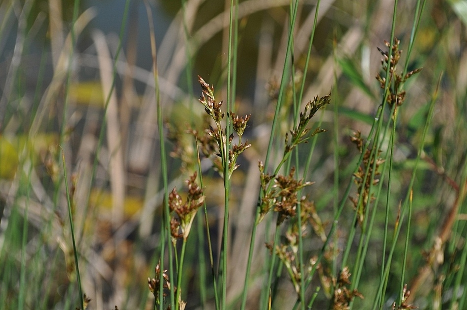 Bisogno di aiuto in Provincia di Ascoli