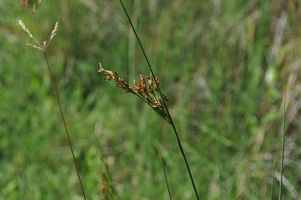 Bisogno di aiuto in Provincia di Ascoli