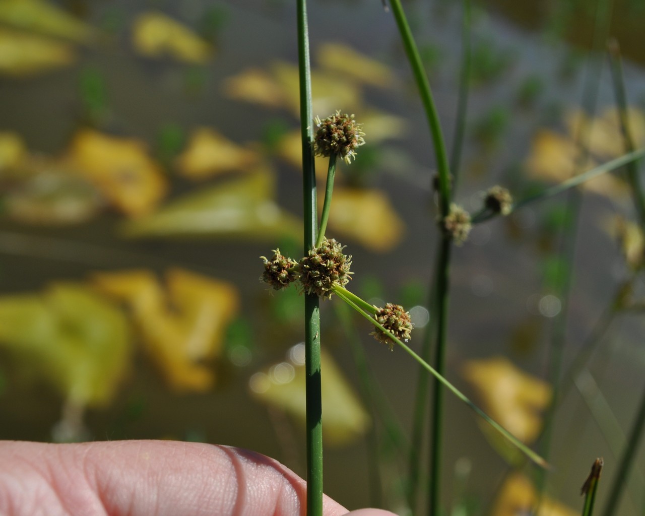 Scirpoides holoschoenus (=Holoschoenus australis)