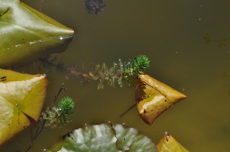 Bisogno di aiuto in Provincia di Ascoli