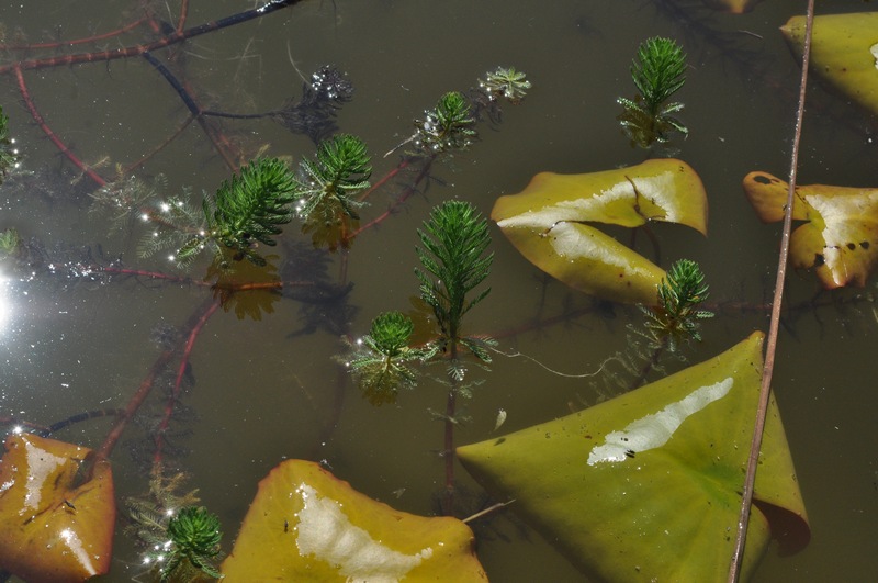 Bisogno di aiuto in Provincia di Ascoli