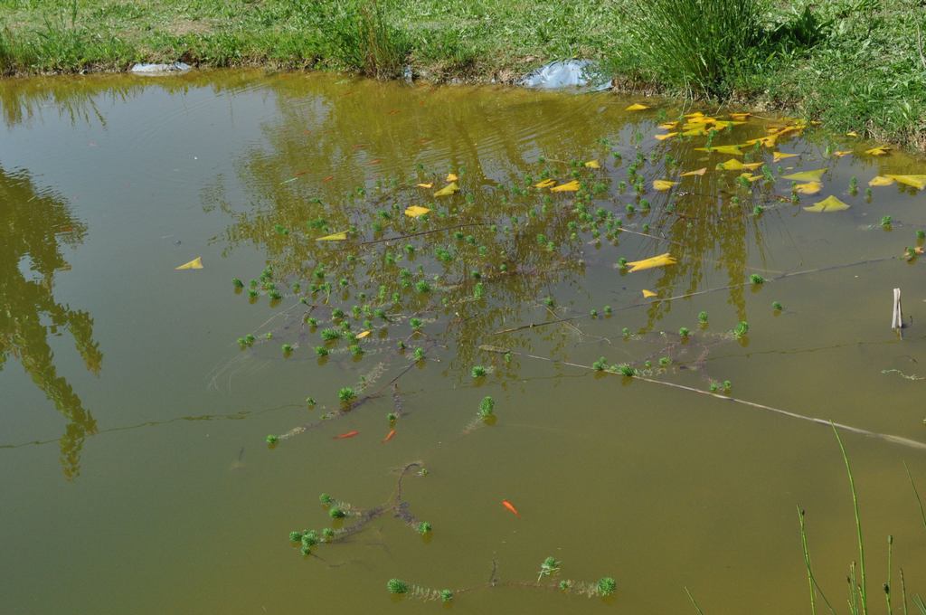 Bisogno di aiuto in Provincia di Ascoli
