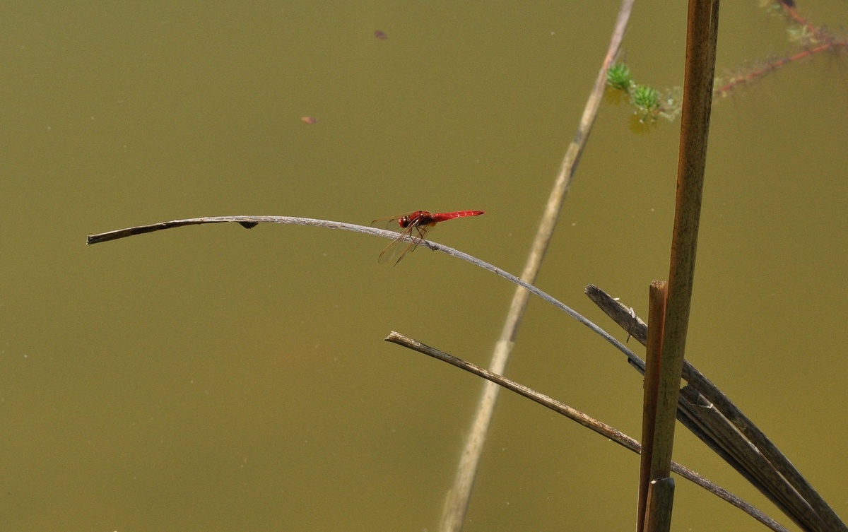 Bisogno di aiuto in Provincia di Ascoli
