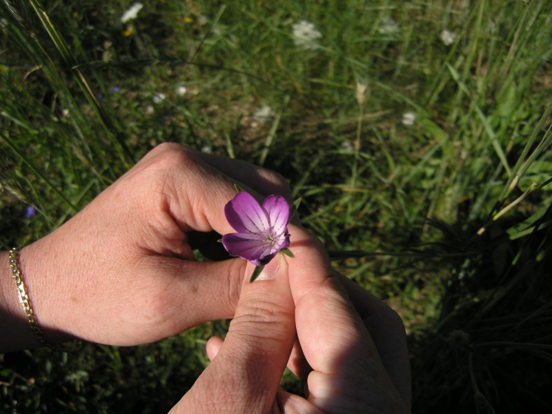 Agrostemma githago / Gittaione comune