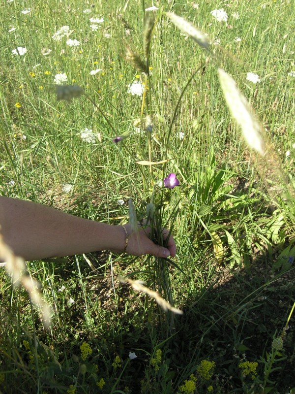 Agrostemma githago / Gittaione comune