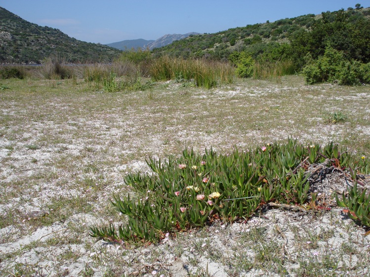 nuclei e tappeti di Carpobrotus in Corsica..