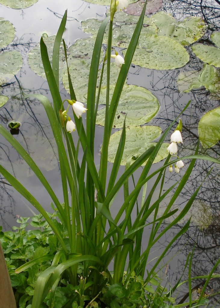 Leucojum aestivum