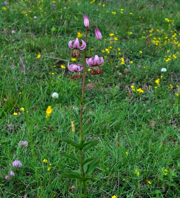 Lilium martagon / Giglio martagone