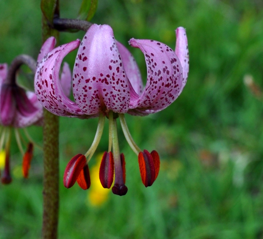 Lilium martagon / Giglio martagone