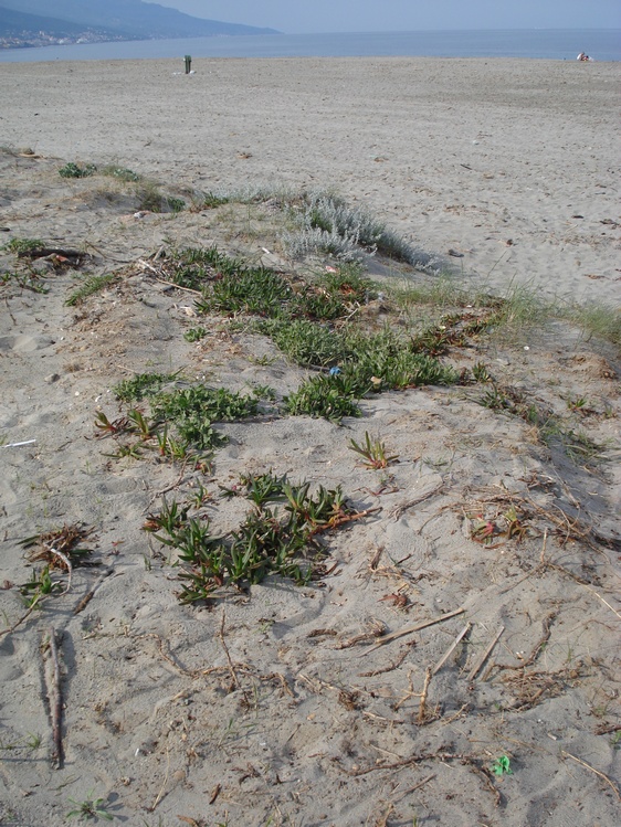 nuclei e tappeti di Carpobrotus in Corsica..