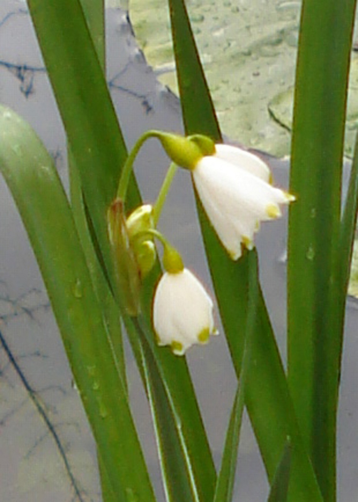 Leucojum aestivum