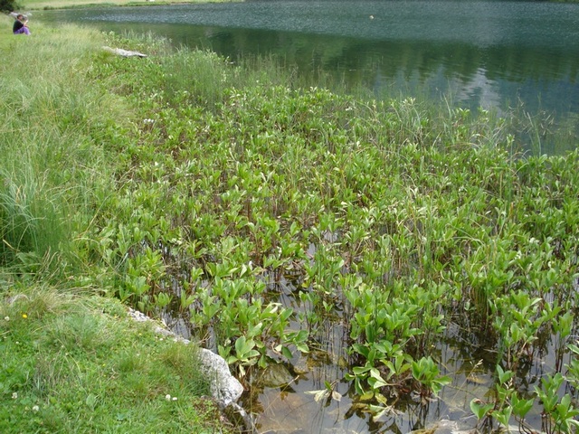 Menyanthes trifoliata / Trifoglio fibrino