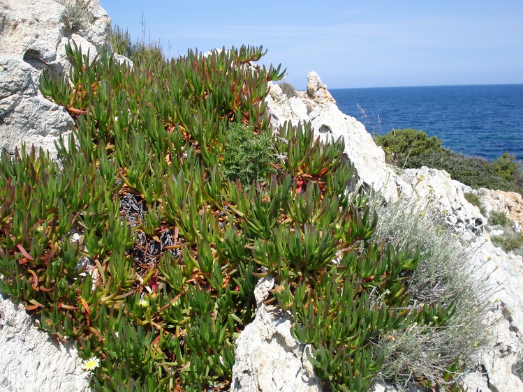 nuclei e tappeti di Carpobrotus in Corsica..