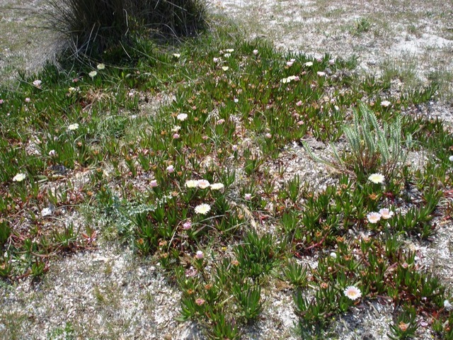 nuclei e tappeti di Carpobrotus in Corsica..