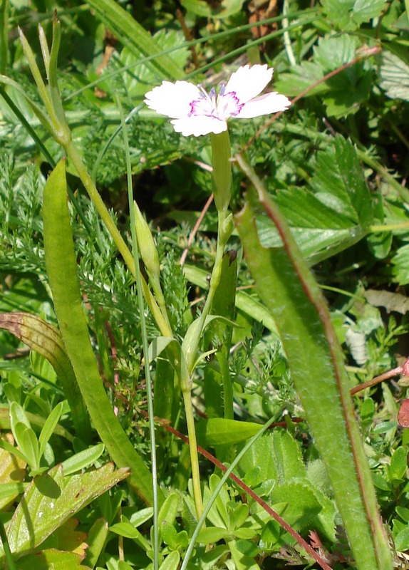 Dianthus- da determinare