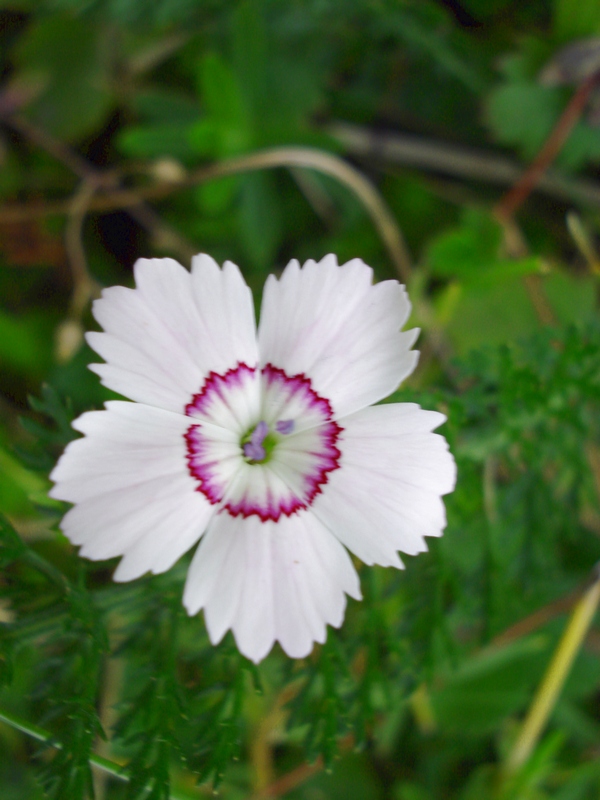 Dianthus- da determinare