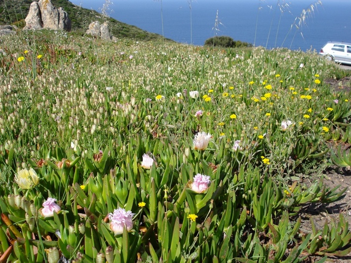 nuclei e tappeti di Carpobrotus in Corsica..