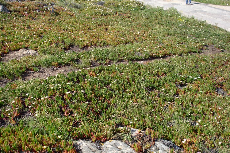 nuclei e tappeti di Carpobrotus in Corsica..