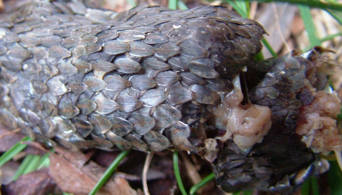 boccone troppo grande! - Natrix tessellata