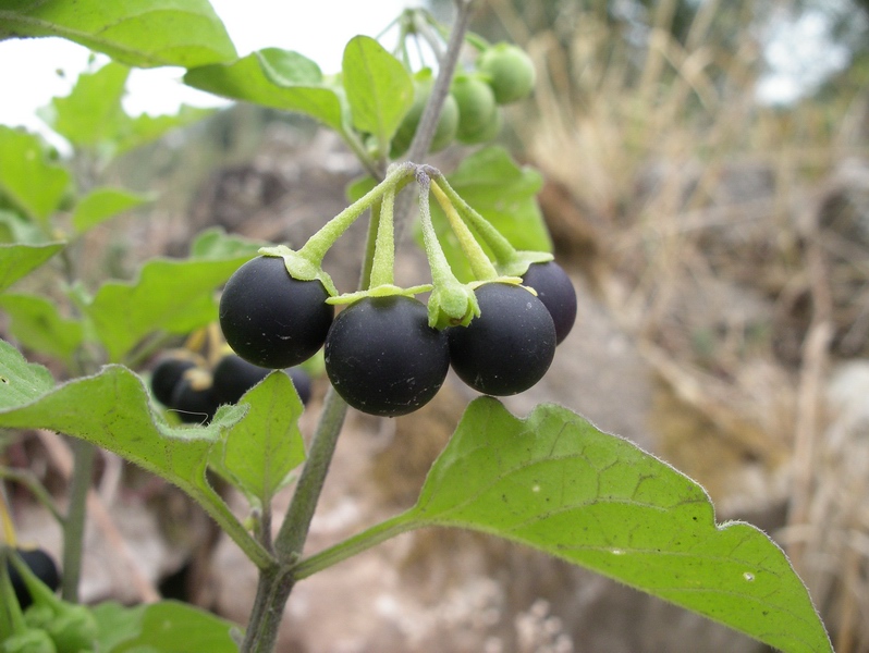 Solanum nigrum