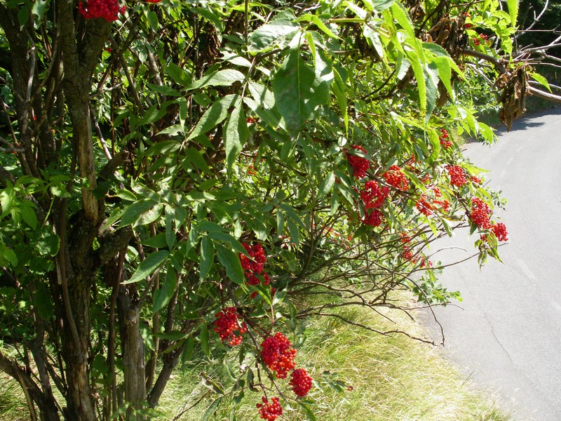 Arbusto a bacche rosse - Sambucus racemosa