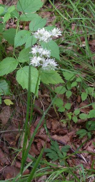 Luzula nivea / Erba lucciola maggiore