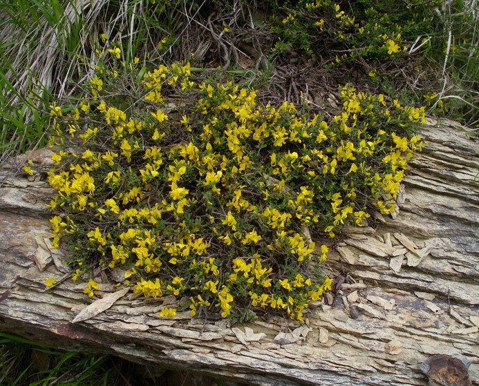 Genista pilosa / Ginestra tubercolosa