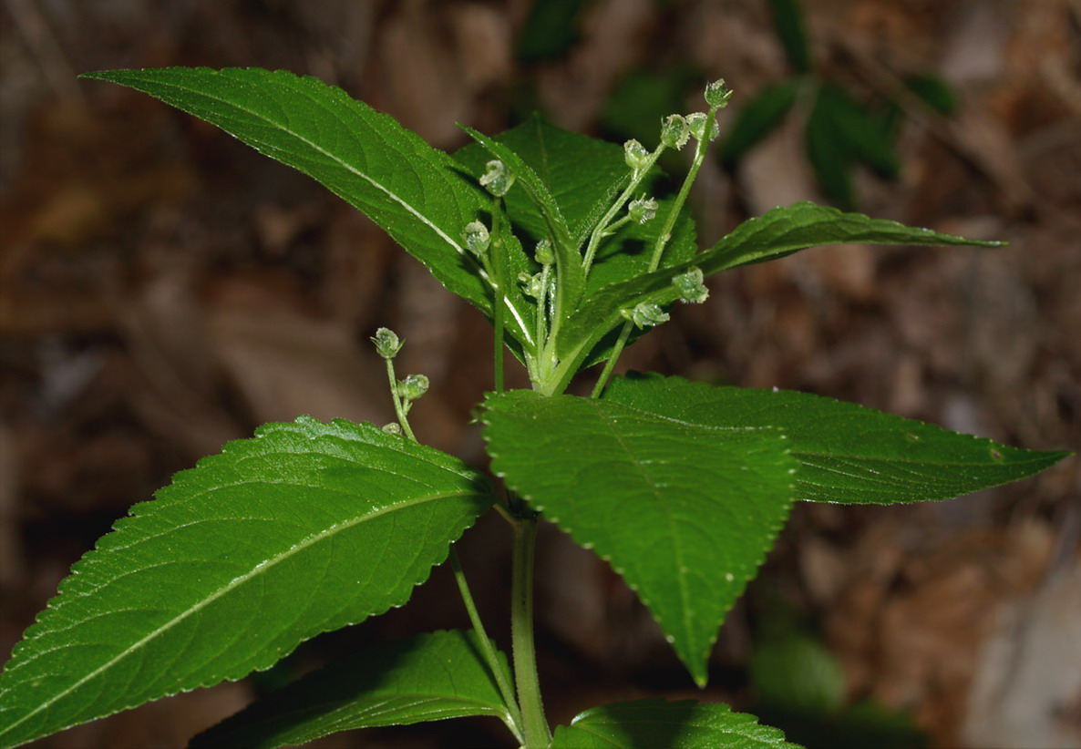 Mercurialis perennis / Mercorella bastarda