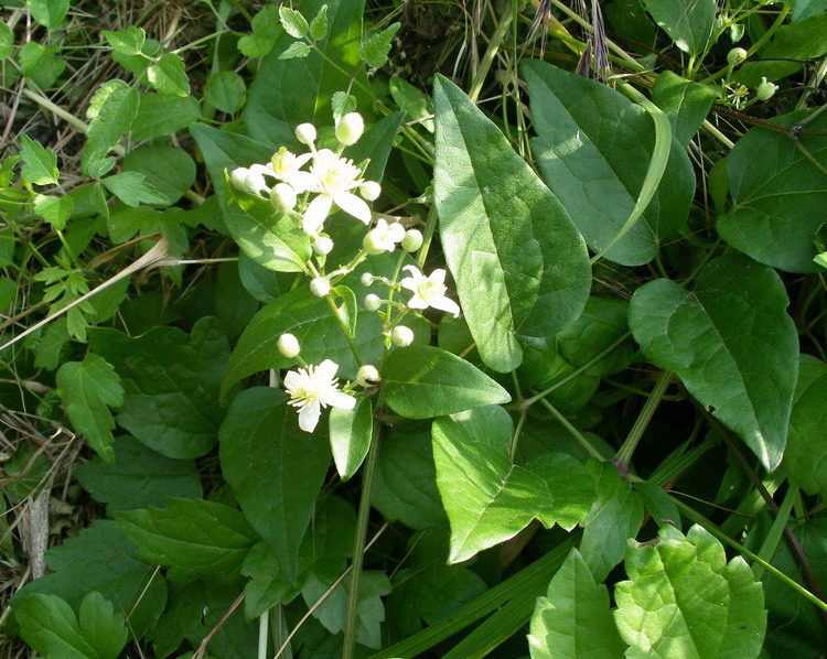 Clematis vitalba